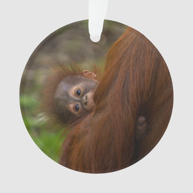 Adorno Bebé de Orangután Con Un Peek (Anverso)