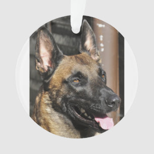 Adorno belga malinois.png
