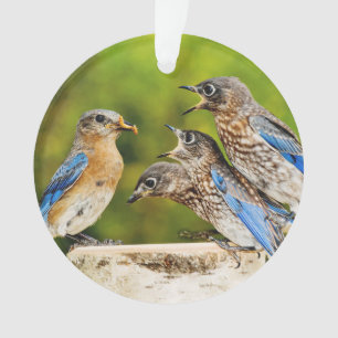 Adorno Bluebird del este