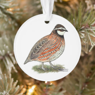 Adorno Bobwhite Quail Rooster