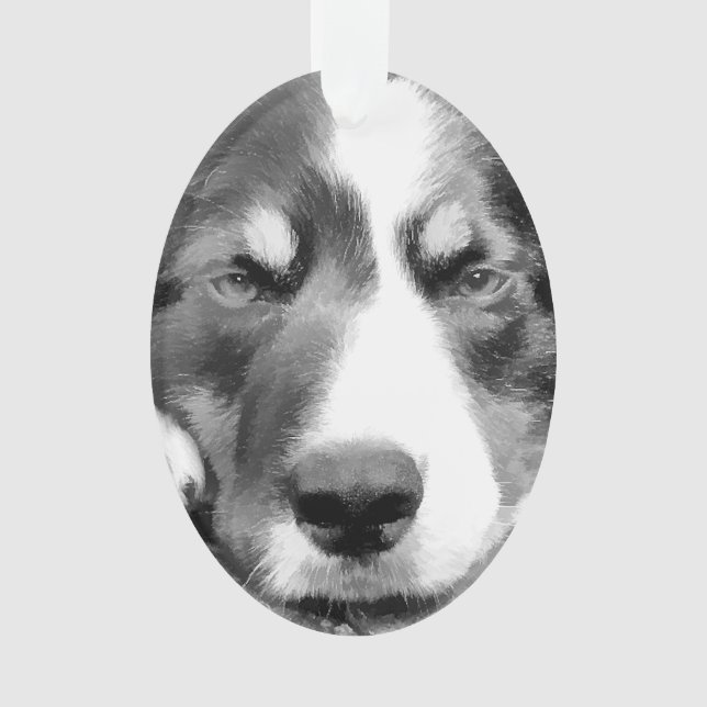 ADORNO BORDER COLLIE (Anverso)