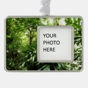 Adorno Bosque lluvioso dominicano I Naturaleza tropical v