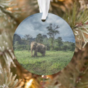 Adorno Bosques   Parque nacional Kao Sok