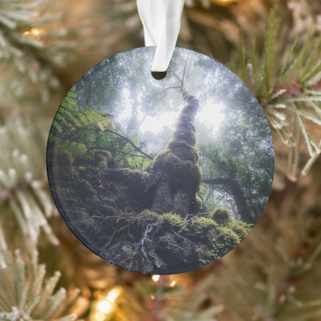 Adorno Bosques | Parque rural de Anaga Islas Canarias (Árbol)