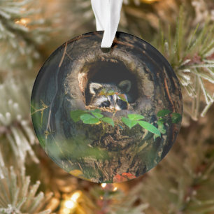 Adorno Bosques   Raccoon Peeking
