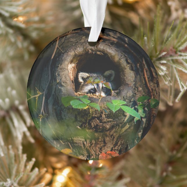 Adorno Bosques | Raccoon Peeking (Árbol)