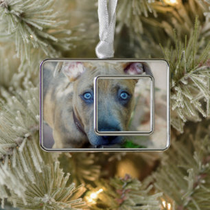 Adorno Brindle Pit Bull con una foto de Shirley Taylor