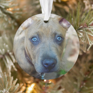 Adorno Brindle Pit Bull con una foto de Shirley Taylor