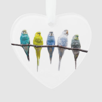 Adorno Budgies