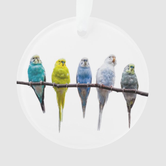 Adorno Budgies (Anverso)