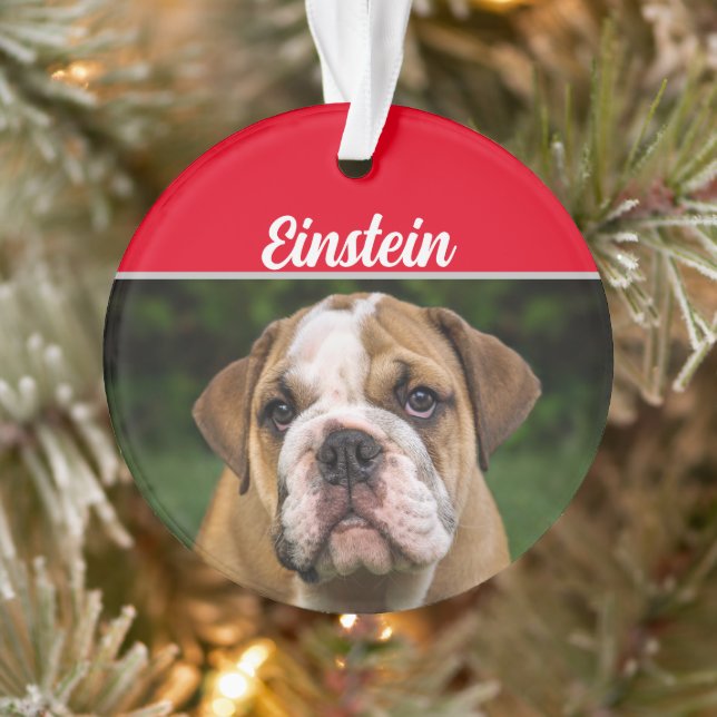 Adorno Bulldog inglés con Navidades de nombre y foto (Árbol)