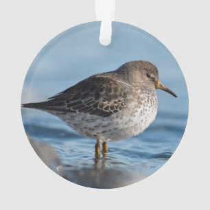 Adorno Buscando Sandpiper Rock
