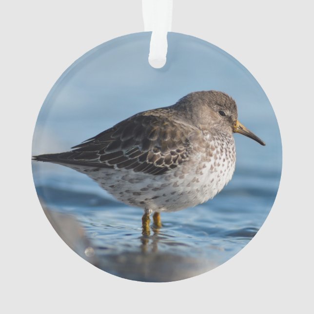 Adorno Buscando Sandpiper Rock (Reverso)