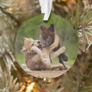 Adorno Cachorros de Lobo Gris Luchando