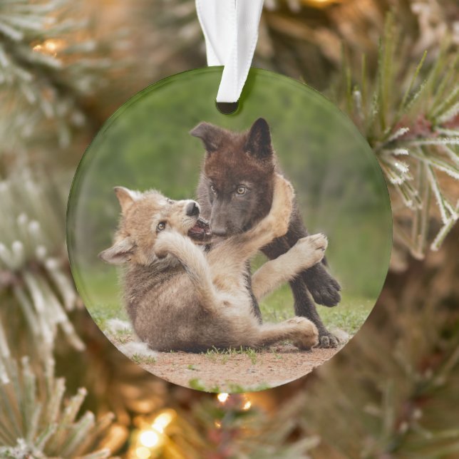 Adorno Cachorros de Lobo Gris Luchando (Árbol)