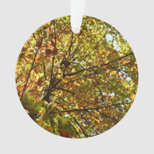 Adorno Cambiante color de otoño verde y dorado del arce