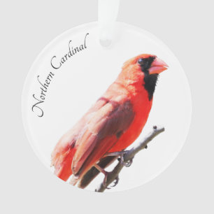 Adorno Cardenal septentrional