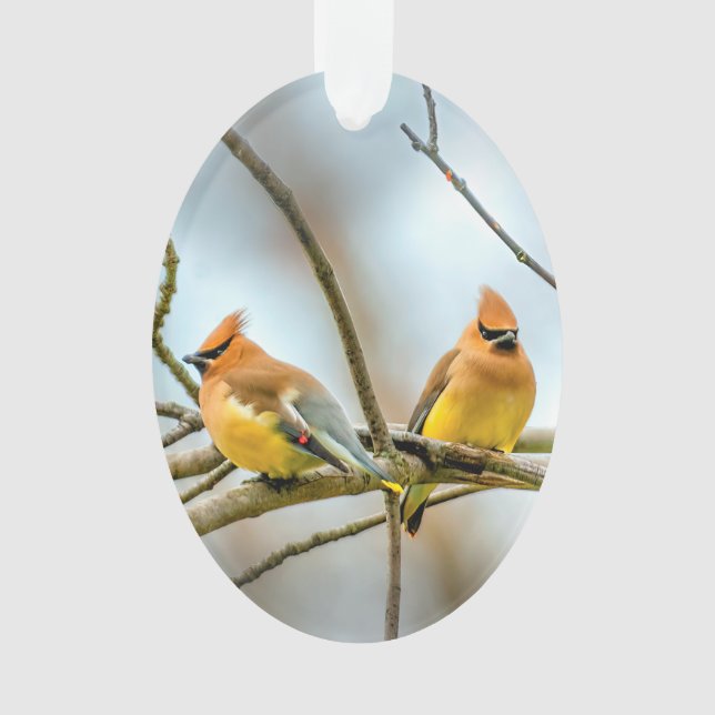 Adorno Cedar Waxwing - Fotografía original (Anverso)
