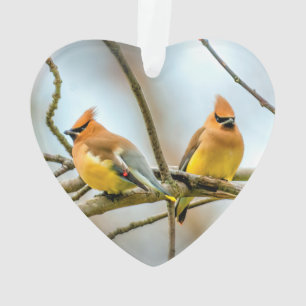 Adorno Cedar Waxwing - Fotografía original