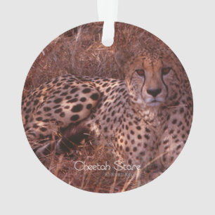 Adorno Cheetah Stare