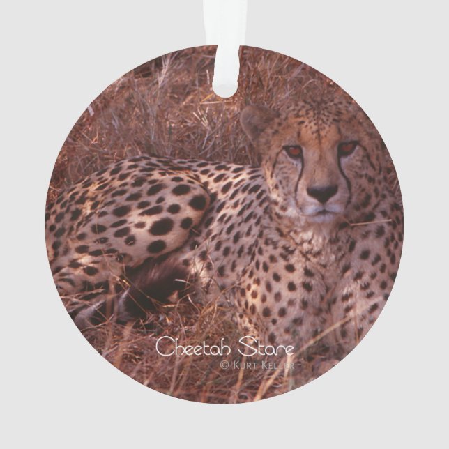 Adorno Cheetah Stare (Reverso)