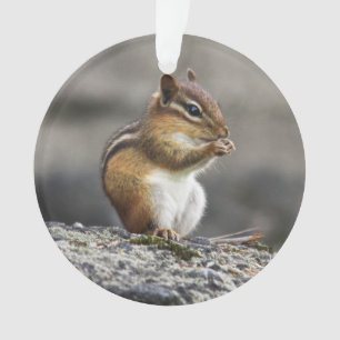 Adorno Chipmunk del este