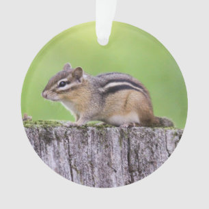 Adorno Chipmunk del este