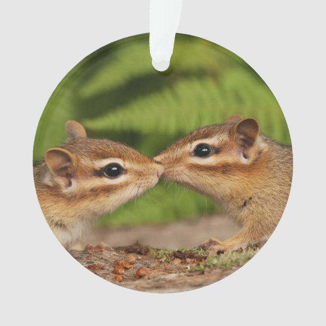 Adorno Chipmunks lindos del bebé que se besan (Anverso)