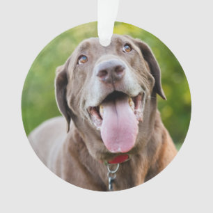 Adorno Chocolate Labrador Dog