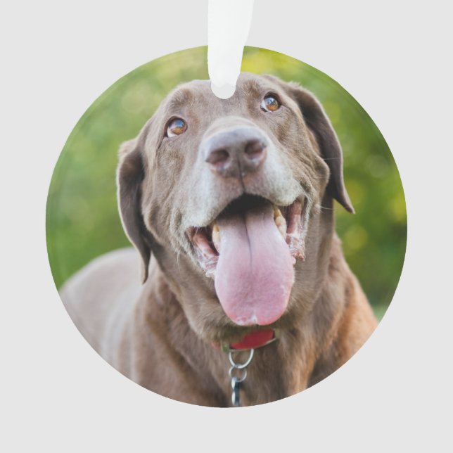 Adorno Chocolate Labrador Dog (Anverso)