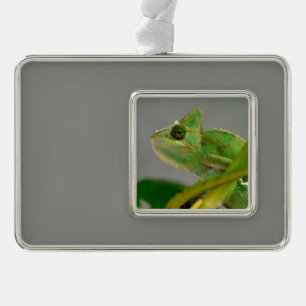 Adorno Cierre de camaleón velado entre plantas