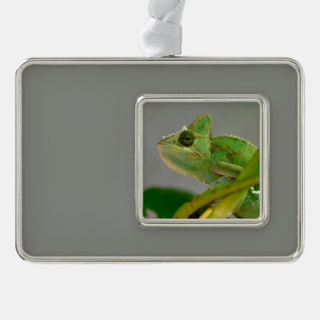 Adorno Cierre de camaleón velado entre plantas (Anverso)