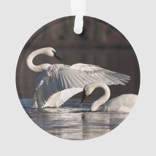 Adorno Cisnes amorosos (Reverso)