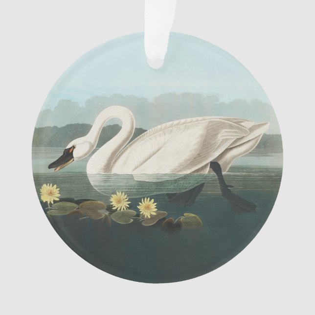 Adorno cisnes de agua blanca de cisne audubon (Anverso)