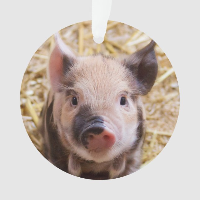 Adorno Cochinillo lindo (Anverso)