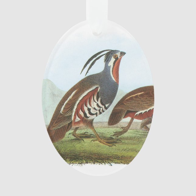 Adorno Codornices de montaña por Audubon (Anverso)