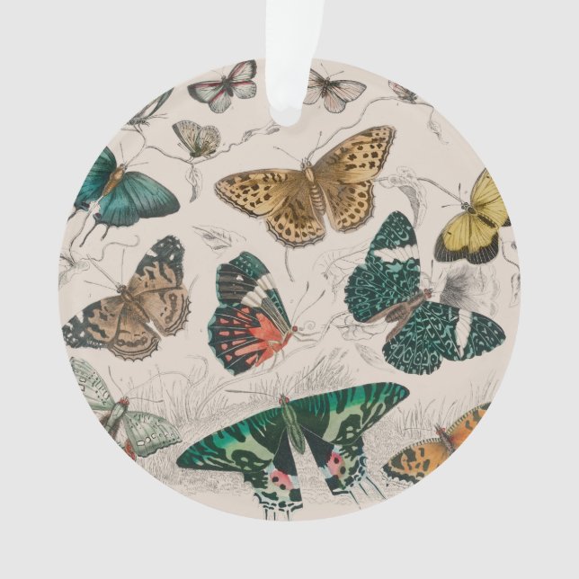 Adorno Colección de mariposa Mariposas antiguas (Anverso)