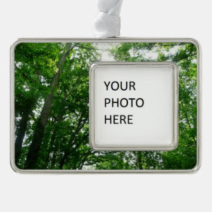 Adorno Con Marco Buscando árboles de verano