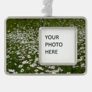 Adorno Con Marco Campo de flores silvestres de Daisies Alaskan