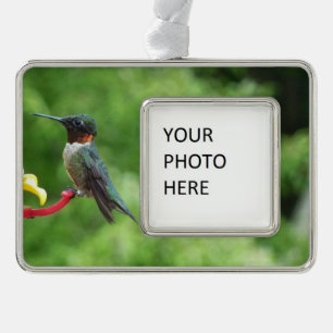 Adorno Con Marco Fotografía de pájaro húmedo con trompetas de rubí