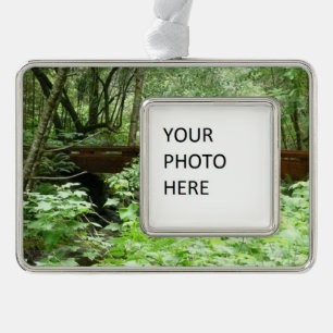 Adorno Con Marco Puente Muir Woods I