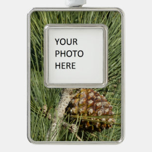 Adorno Con Marco Torrey Pine Closeup California Botanical