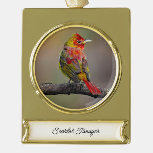 Adorno Con Rótulo Dorado Moldura de Tanager de escarlata - Fotografía origi