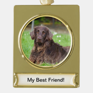 Adorno Con Rótulo Dorado Personalizado mascota Banner Ornament - Tono de or