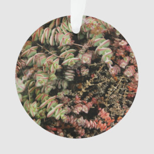 Adorno Crassula perforata