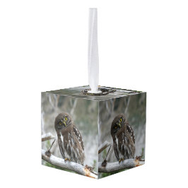 Adorno Cúbico Lechuza pigmea del norte