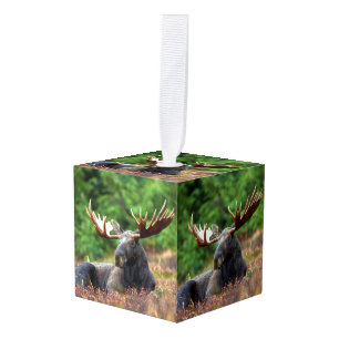 Adorno Cúbico Moose