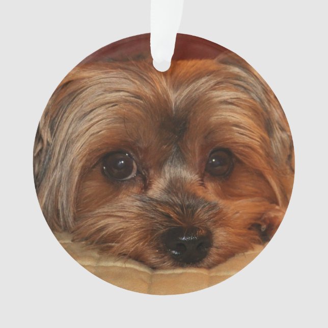 Adorno Cute Yorkshire Terrier Yorkie Dog (Anverso)