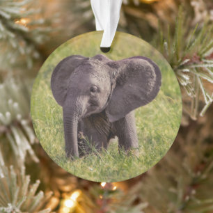 Adorno Cutest Baby Animals   Baby Elephant Kenya Africa