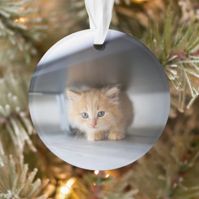Adorno Cutest Baby Animals | Fluffy Orange Kitten (Árbol)